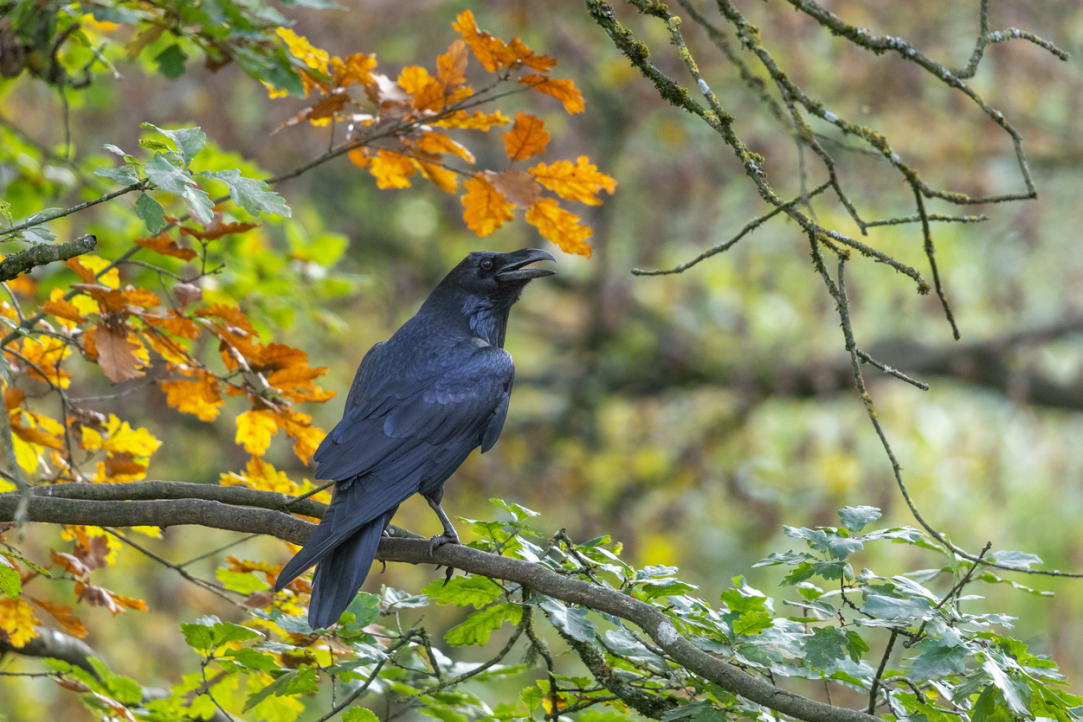 ‘My Goal Was Not to Profit from the Corvids but to Develop Methods for People and Birds to Interact’